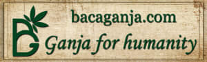 bacaganja donasi | ganja for humanity